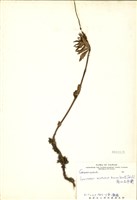 藏品(高山石吊蘭)的圖片